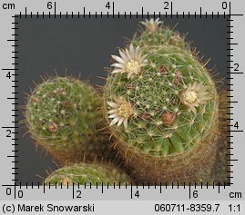 Mammillaria wildii e 816 