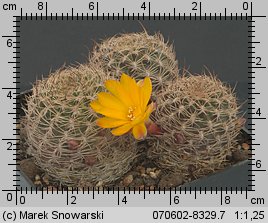 Sulcorebutia breviflora
