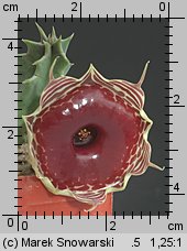 Huernia zebrina