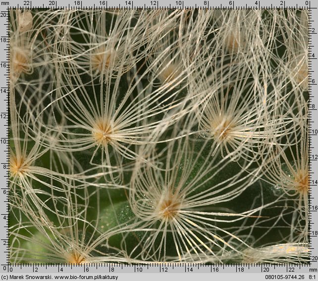 Mammillaria aureilanata
