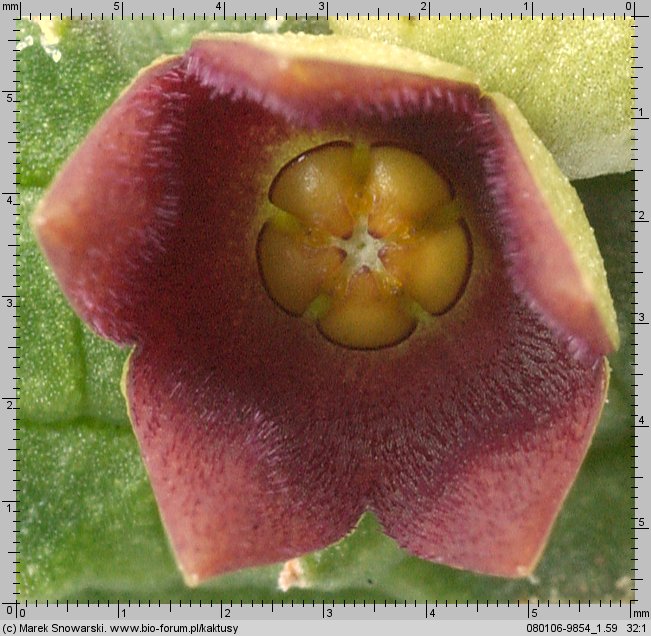 Echidnopsis cereiformis