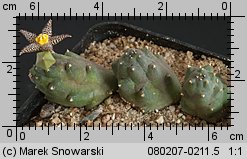Piaranthus comptus IB 7504