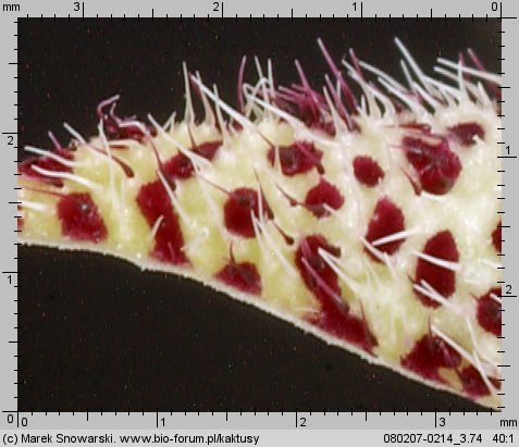 Piaranthus comptus IB 7504