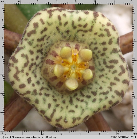 Duvalia maculata PVB 5737