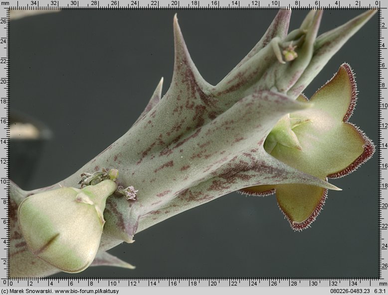 Orbea lutea ssp. vaga