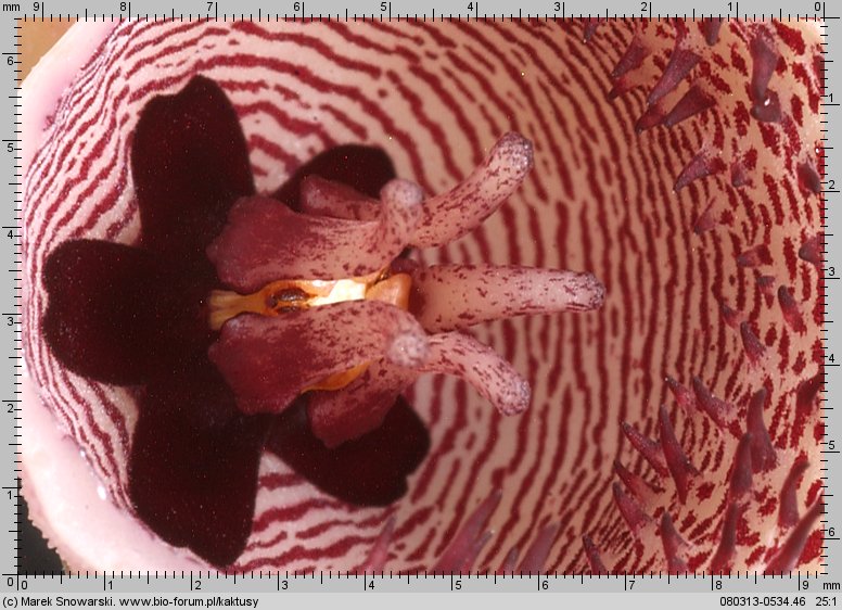 Huernia hystrix var. parvula IB 8698