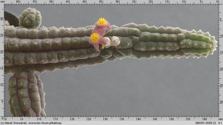 Notechinopsis sp. Steencampskraal