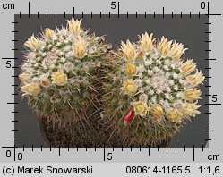 Mammillaria karwinskiana ssp. nejapensis