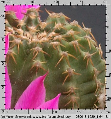 Echinocereus pulchellus var. acanthosetus