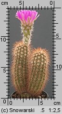 Echinocereus fitchii
