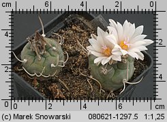 Turbinicarpus polaskii SB 269
