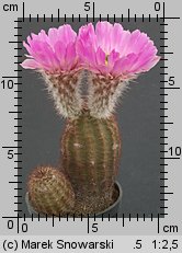 Echinocereus purpureus