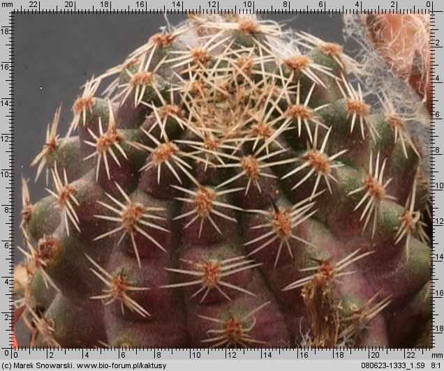 Mediolobivia gracilispina FR 1118