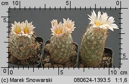 Escobaria zilziana SB 603
