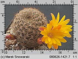 Sulcorebutia breviflora