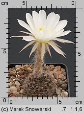 Echinopsis ancistrophora SE 45