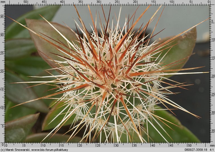 Echinocereus engelmannii ssp. decumbens SN 1048