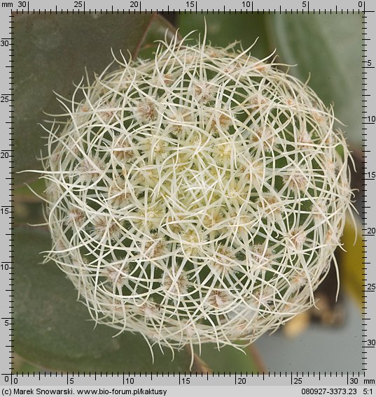 Mammillaria napina Puebla