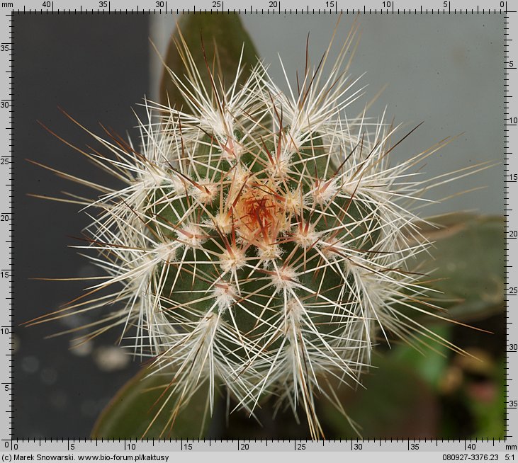 Echinocereus palmeri SB184
