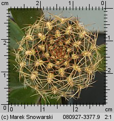 Sulcorebutia pampagrandensis WR 466