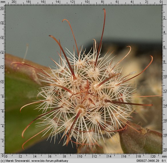 Mammillaria microcarpa SB 166