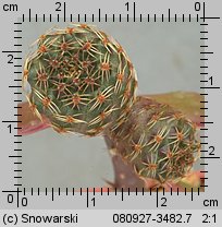 Mediolobivia pygmaea var. colorea FR 1106