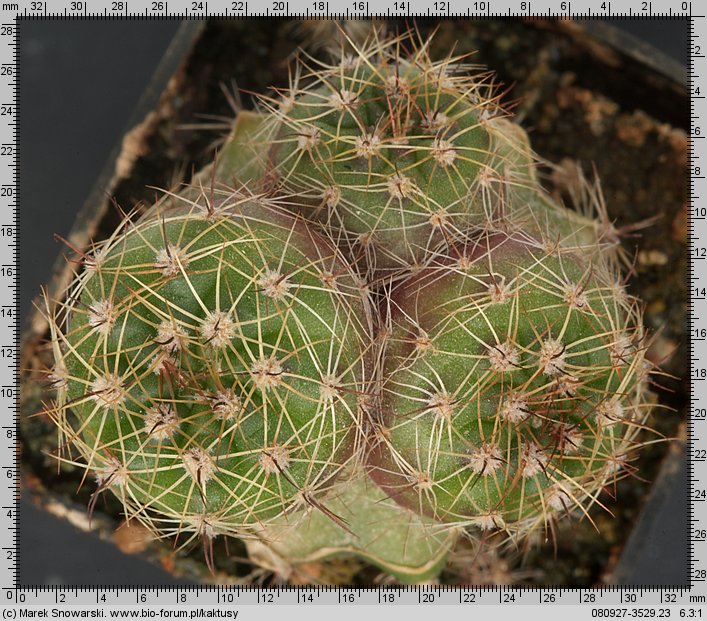 Notocactus langsdorfii f. prolifer FS 111