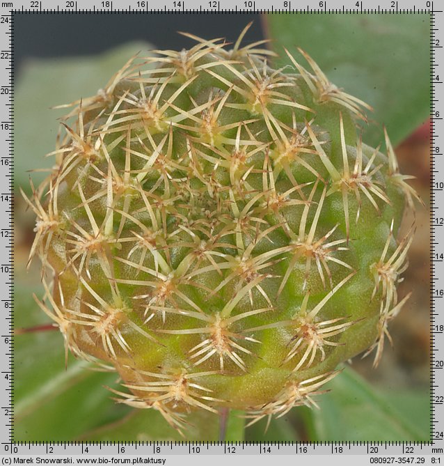 Sulcorebutia brevispina