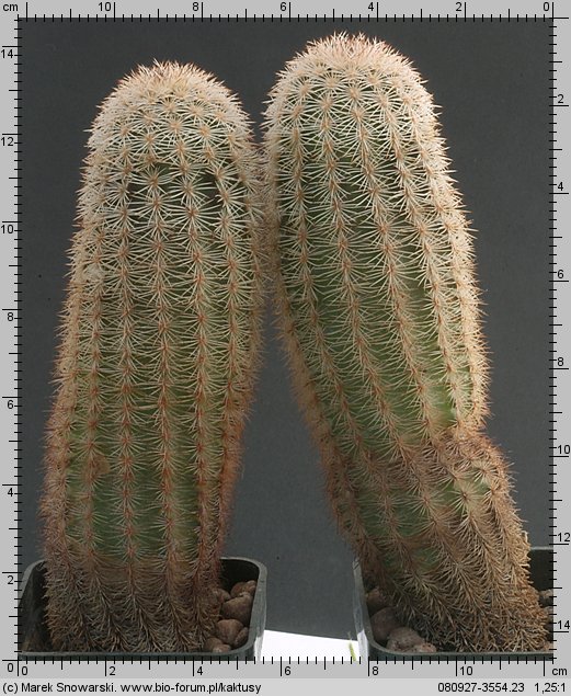 Echinocereus fitchii e 9619.1 9619.2