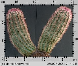 Echinocereus scopulorum