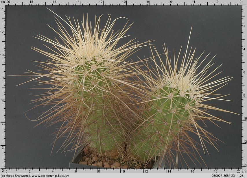 Echinocereus nicholii