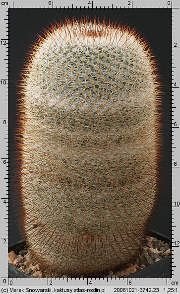 Mammillaria supertexta e 00282 (M. lanata)