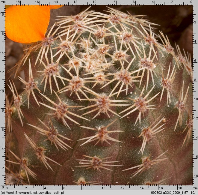 Mediolobivia rutiliflora FR 1113