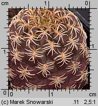 Sulcorebutia breviflora var. laui L 314