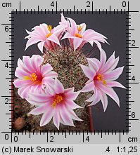 Mammillaria microcarpa