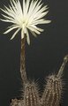 Echinocereus viridiflorus var. montanus SB