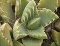 Huernia zebrina ssp. insigniflora