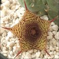 Horridocactus nigricans