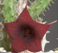Horridocactus nigricans