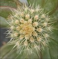 Echidnopsis nubica
