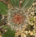 Corynopuntia corynodes