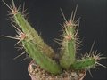 Echidnopsis nubica