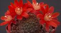 Mammillaria wolfii Lau 1042