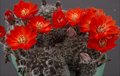 Mammillaria wolfii Lau 1042