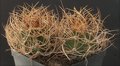 Corynopuntia corynodes