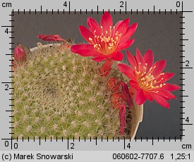 Rebutia xanthocarpa var. violaciflora