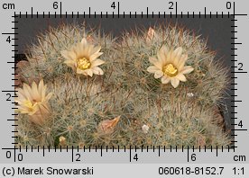 Mammillaria prolifera var. texana DS 883