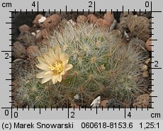 Mammillaria prolifera RS 113