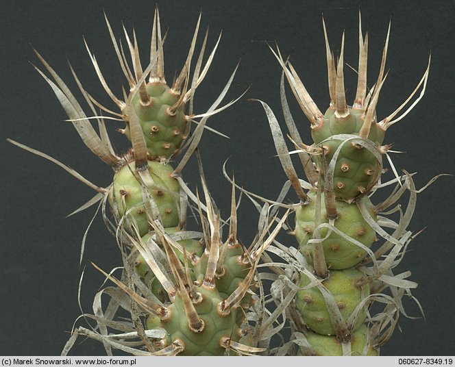 Tephrocactus articulatus var. papyracanthus
