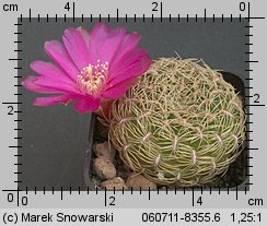 Sulcorebutia purpurea HS 25B